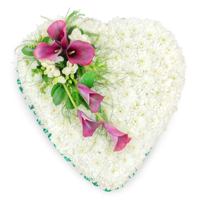 A large, heart-shaped sympathy tribute, lovingly arranged by local florists at Brent Cross Flowers, is captured from a bird's-eye view against a clean, white backdrop that throws every petal and leaf into clear relief. The heart is richly upholstered with hundreds of creamy-white spray chrysanthemums, each small bloom fully open and pressed closely against its neighbours. Together, they create a thick, cushion-soft surface, so uniform and velvety that the heart looks almost like a cloud of white resting quietly in the frame. This snowy expanse of petals carries a feeling of purity and calm, not unlike a peaceful moment away from the busy Brent Cross junction. Tracing the entire outline of the heart is a narrow, emerald green satin ribbon, expertly wrapped to follow every curve. Its subtle sheen catches the light and introduces a slender line of colour, framing the white core with a gentle yet precise finish. Draped diagonally across the top left portion of the heart and sweeping gracefully towards the centre is a striking spray of deep fuchsia and magenta calla lilies. Their sculptural, trumpet-like blooms curve inward around dark, almost black spadices, adding dramatic contrast and drawing the eye. Some calla lilies stand more upright, confidently open near the top, while others arc downwards, more slender and partially unfurled, suggesting a soft cascade that echoes the natural fall of tears. Intermixed with them are small clusters of white freesias or similar dainty white flowers, whose lighter, more ruffled petals and gentle scent bring added delicacy and texture. Lush, varied foliage - from glossy broad leaves to wispy, fern-like greens - surrounds and supports the blooms, adding depth and a sense of fresh garden growth. Set against the plain background, this floral heart becomes a deeply expressive memorial piece, frequently selected around Brent Cross to honour a loved one with grace, tenderness, and enduring affection.