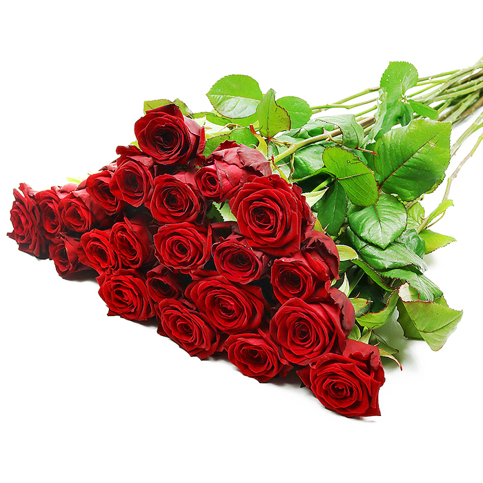 A lavish spread of red roses unfolds across a pristine white background, arranged in a diagonal formation that guides the eye from the rich cluster of blooms in the foreground to the sleek line of stems receding into the upper right. The bouquet appears to contain roughly twenty-four to thirty-six long-stemmed roses, all carefully gathered into a tight, full-bodied mass that feels both generous and thoughtfully composed, as though it had been hand-tied by an expert florist serving Brent Cross and the surrounding neighbourhoods. Each rose head is exquisitely formed, with velvety petals in a saturated crimson hue that spiral from a tightly furled heart into gently unfurling outer petals, creating layers of texture and depth. The studio lighting is clear and even, revealing subtle variations of red within the petals and casting soft shadows into the folds, which gives the arrangement a sense of three-dimensional richness. Around and behind the blooms, dark green leaves with a healthy lustre offer a striking contrast, their smooth surfaces and defined veins contributing to the sense of freshness and quality. The stems, long and straight, are aligned in a tidy bundle, and a few small thorns are visible along their length, underscoring the authenticity of the roses and their recent cutting. The minimal, all-white background ensures that nothing competes with the colour and form of the bouquet, much like how a dramatic bunch of roses arriving at a doorstep in Brent Cross, Hendon, or near the River Brent might command the full attention of the recipient. This image encapsulates the classic romantic gesture of presenting a large, luxurious bouquet of red roses to celebrate anniversaries, Valentine's Day, or any occasion where words are best accompanied by an unmistakable symbol of love.