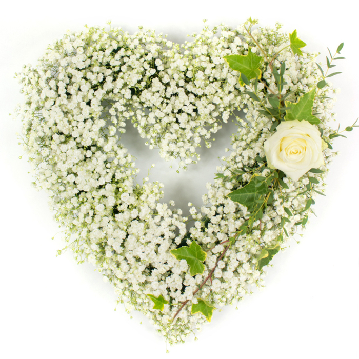 A carefully composed heart made from an abundant field of white gypsophila-each tiny blossom layered so densely the surface becomes plush and cloud-like-lies against a stark white background that accentuates the arrangement's serenity. Into the upper right curve a single creamy white rose is placed with deliberate grace; its petals sit close at the centre and then unfurl toward a faint green blush, creating an elegant focal point among the milky sea of Gypsophila. Complementary greenery threads through the right side: deep, glossy ivy leaves with their classic lobed silhouette, and slender, pale green eucalyptus-style sprigs that trail diagonally to soften the edge and add a whisper of herbal coolness. The lighting is soft and clean, highlighting the tactile contrast between feathery gypsophila and the rose's smooth velveteen petals while casting gentle shadows that define depth. The effect is one of solemn beauty-pure, respectful, and composed-with an understated fragrance of rose and fresh foliage that is calming rather than overpowering. As a sympathy or memorial arrangement, this heart expresses reverence, memory, and quiet love; it is the kind of piece families request for funeral services, graveside tributes, or a contemplative spot in a living room. Brent Cross Flowers can prepare and deliver similar tributes across Brent Cross, Cricklewood, and Hendon for services at local chapels or community centres, ensuring each element is fresh and thoughtfully placed.