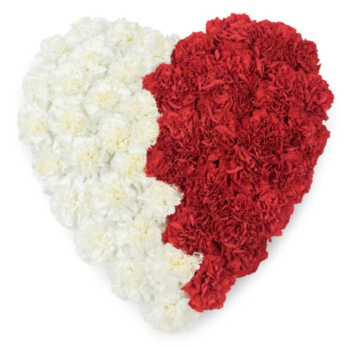 An immaculate, heart-shaped floral piece built from hundreds of fresh carnations, photographed from above against a stark white backdrop so the two-tone design commands attention. The left half is a sea of creamy off-white carnations, their frilled petals layered tightly to create a smooth, rounded edge and a soft, tactile surface; the right half is formed from rich, sanguine red carnations packed with equal precision, offering a dramatic, warm counterpart. The boundary between the colours is not a straight line but a carefully fashioned serration with a rhythmic, triangular saw-tooth edge-nine distinct points rise and fall along the centre seam-an explicit nod to the jagged division seen on Qatar's national flag. Each carnation's crinkled petal and shadowed centre reads clearly in the even, natural light, so the heart feels both lush and meticulously engineered. This arrangement carries multiple registers of meaning: intimate love, national pride, formal tribute or celebration. I envision it placed at a ceremonial event near Brent Cross Shopping Centre or on display at a civic observance in Cricklewood or Hendon, where floral symbolism is often chosen to honour heritage and community. The scent would be a modest, peppered sweetness, the carnations' perfume gentle enough not to overwhelm a quiet ceremony. Skilled hands created the precise saw-tooth seam and the dense surface texture, marrying floral craftsmanship with symbolic intent to produce an image at once beautiful and resonant.