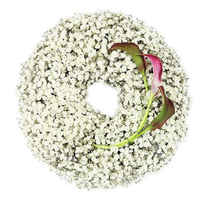 A refined circular wreath fills the frame of this photograph, lying flat on a bright white background that highlights every detail. The wreath is composed entirely of Baby's Breath, the minuscule Gypsophila flowers densely packed into a soft, foamy ring. Each white floret contributes to an overall impression of light, airy texture, like a cloud carefully shaped into a perfect circle. The centre of the wreath is completely open, a clean, round void that lends the arrangement a serene and contemplative quality. The edge of the ring is crisp yet soft, with the tiny blossoms overlapping one another to create a natural, organic outline. Interrupting the pure white perimeter, two calla lilies have been placed in the upper right section of the wreath, forming an elegant focal point. Their trumpet-shaped blooms are rich in colour, beginning with deep burgundy or wine-red at the flared edges, softening through magenta, then fading into subdued green close to their stems. The petals are smooth and gently rolled, giving the flowers a polished, sculptural appearance that contrasts with the more delicate Baby's Breath. Their long, slender green stems arc gracefully across the wreath's surface, appearing to emerge from within the cloud of Gypsophila. The lighting is soft and even, without strong shadows, which enhances the wreath's sense of purity and calm. The mood of this piece is one of quiet remembrance, making it suitable for funerals, memorials, or a moment of reflection at home. It evokes the type of thoughtful tribute a family in Brent Cross might choose for a service at a local crematorium or for a farewell gathering in nearby Finchley, a subtly modern design that still feels timeless.