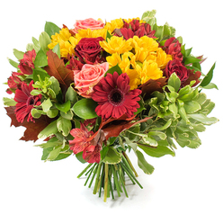 This hand-tied autumn bouquet reads like a small harvest festival captured in flowers, arranged with the quiet confidence of an experienced local florist and presented on a pristine white background. Dominant deep red and burgundy tones anchor the design: bold Gerbera daisies with their wide, dramatic petals and dark centres sit alongside velvety red roses, some opened to reveal layered petals, others held as snug buds. Bright yellow spray chrysanthemums are generously scattered through the composition, their clustered, sunshine-coloured heads adding cheerful texture and balance to the darker reds. Gentle coral-pink roses and blush garden varieties soften the composition, lending a romantic, powdery warmth. Accents of orange-tinged alstroemeria bring delicate stripes and slender forms that animate the bouquet's silhouette. A rich mix of glossy dark leaves and lighter, almost variegated greenery cushions the blooms and creates a dense, rounded profile. Notably, several large, reddish-brown and bronze autumn leaves - oak- or maple-like in shape - are woven into the arrangement, emphasising the seasonal theme with a rustic, tactile flourish. The stems are bound visibly at the base in a classic hand-tied manner, hinting at a firm yet natural hold. Under soft studio light the petals seem to glow and the foliage catches subtle sheen; the implied scent is warm, earthy, and floral. Crafted for seasonal occasions such as Thanksgiving or harvest gatherings, this bouquet is well suited for delivery across Brent Cross, from the shopping centre precinct to nearby residential streets, and is carefully prepared by Brent Cross Flowers for those seeking a comforting, locally made statement.