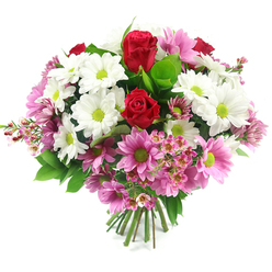 A full, rounded bouquet rests against a clean white background, glowing with the kind of thoughtful craftsmanship you might expect from an experienced florist serving the Brent Cross community. Two rich, crimson red roses rise slightly above the rest, their petals tightly layered and velvety, capturing the essence of love, admiration, and quiet passion. Encircling them is a cloud of white daisy-like chrysanthemums, each bloom crisp and luminous, with striking lime-green centres that seem to sparkle like early spring foliage in nearby Clitterhouse Playing Fields. Woven through the white flowers are plentiful pink daisy chrysanthemums, ranging from fresh blush to a softer medium pink, all sharing the same vivid green eyes that link the palette together. Between these larger blooms, delicate sprigs of pale pink waxflower add a veil of tiny, star-shaped blossoms and fine twiggy stems, giving the bouquet a light, airy movement and a hint of wild hedgerow charm. The arrangement is supported by glossy, dark green leaves and lighter green highlights, which cup the flowers and add depth, making every colour appear more saturated against the white backdrop. At the base, the stems are neatly trimmed and tightly bound, showing this is a hand-tied design ready for a vase on a kitchen table overlooking Brent Cross Road or a living room near Hendon Way. The bouquet's atmosphere is both comforting and celebratory, a perfect choice for sharing love, saying thank you, or brightening someone's recovery with fresh, local flower delivery.