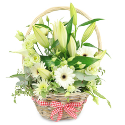 Set against a clean white background, a rustic wicker basket overflows with white and green flowers, composed with the kind of care you might expect from a trusted local florist in Brent Cross. The basket itself is a warm, light brown, tightly woven, with a sturdy handle that curves smoothly over the floral display. At the base, a red and white gingham ribbon has been tied into a neat, symmetrical bow, its small checks lending a cosy, kitchen-table charm that feels welcoming and familiar. Rising from the center and towards the back, lily stems carry numerous buds in varying stages: some tightly closed and green-tipped, others just beginning to open to reveal creamy white petals, hinting at the fragrance they will release over time. White Gerbera daisies, positioned more prominently toward the front, face outward like miniature suns, each with a deep, dark center encircled by pristine petals. Around them, lisianthus blossoms in white and pale green offer soft, ruffled layers, tucking gracefully between the stronger shapes of the lilies and gerberas. A single white calla lily, sleek and trumpet-shaped, adds a modern, sculptural element to the otherwise classic mix. Fine, spiky white and green chrysanthemum-style blooms are scattered through the arrangement, bringing lively texture and filling in the spaces so the basket appears full and generous. The flowers rest on a lush base of foliage: rounded eucalyptus leaves in a soft, silvery tone, broad dark green leaves that anchor the composition, and a few variegated leaves trailing lightly over the edge. The overall impression is serene and sophisticated, perfect for marking a wedding anniversary in Brent Cross, sending congratulations to a colleague, or bringing a touch of natural calm into a living room overlooking the North Circular.