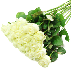 In this image, a generous bouquet of white roses flows diagonally from the lower-left to the mid-right, resting on a seamless white background that gives the impression of a professional studio just off Brent Cross. Around two dozen roses are gathered into a lush cluster of blooms, each one showing off the classic layered form that makes white roses so beloved. The petals are a soft, creamy white, with inner petals still curled protectively around the center, and outer petals gently unfurling in rounded curves. Here and there, a faint blush of green at the petal edges hints that these stems have been cut at peak freshness, ready for same-day delivery across Brent Cross and nearby Golders Green. Extending away from the flowers, the stems stretch towards the upper-right corner in a loose fan, creating a sense of movement as if the bouquet has just been carefully laid down. The stems are thick and sturdy, cloaked in clusters of glossy dark green leaves that contrast beautifully with the pale blooms. Some leaves show slightly reddish or bronze undertones along their veins, adding richness and texture. The lighting is clear and bright, highlighting the velvety quality of the petals and the subtle sheen of the foliage without casting distracting shadows. The overall scene feels calm and quietly luxurious, ideal for a bridal bouquet photographed before a ceremony, a sympathy arrangement destined for a home near the Brent Cross interchange, or a simple yet deeply thoughtful gift to mark an anniversary or new beginning. The white roses convey peace and sincerity, embodying the gentle, universal message that flowers so often carry in this busy corner of North West London.