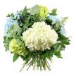 A carefully arranged hand-tied bouquet of hydrangeas and foliage is displayed against a bright white background, allowing its cool pastel tones to stand out with clarity. At the centre, a large, rounded mass of creamy white hydrangeas draws immediate attention, each tiny blossom contributing to a plush, cloud-like texture. Around this central bloom, generous heads of sky-blue hydrangeas create a gentle halo, their soft colouring calling to mind clear daylight over Brent Cross and the nearby expanses of green bordering the shopping centre. Tucked tastefully among them, pale lime-green hydrangea clusters add a fresh, uplifting note, similar to young leaves appearing along the local streets and gardens off the North Circular.   

Interlaced with the hydrangeas is a blend of textured foliage. Silvery-green eucalyptus leaves curve elegantly through the arrangement, their rounded forms and slightly muted surfaces lending an airy, contemporary touch. Behind them, deeper green leaves with a more lustrous finish and occasionally pointed shapes provide structure and balance, ensuring the bouquet feels full and rounded from every angle. The stems are gathered and tied neatly at the base in a traditional hand-tied style, ready for a favourite vase in a Brent Cross home, office, or hotel room. The lighting is soft and evenly distributed, with minimal shadows, revealing the subtle gradients of colour and the natural veining on the petals and leaves. This bouquet conveys a mood of calm, refined beauty-equally suited to sending as a thoughtful gesture, brightening a new apartment, or serving as a soothing centrepiece for a small family celebration or quiet evening meal in the local area.
