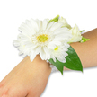 A pristine white wrist corsage rests gently on the inner forearm of a person with fair skin, photographed against a clean white backdrop. The composition is centred on a single, large white Gerbera daisy whose creamy, satin-like petals fan out in an even, architectural circle from a soft yellow-green, slightly textured disc at its heart. Around this principal bloom, clusters of smaller, fluffy white chrysanthemum-like flowers and tiny lisianthus buds fold into the design, their tighter shapes creating a layered, whisper-soft texture that contrasts with the Gerbera's broad, open face. Deep, glossy emerald-green leaves-Ruscus or similar broad foliage-tuck behind and beneath the flowers, their rich colour and sheen grounding the bouquet and running a subtle ribbon of green along the wearer's wrist and forearm. The blooms are fastened to a delicate, multi-strand wristband of small pearlescent beads that catch the light and add a vintage, refined shimmer without overpowering the florals. Soft studio lighting accentuates the petals' fine veins and the cool, faintly grassy scent that fresh white flowers often offer, creating a sensation of calm and purity. This elegant corsage reads as timeless and ceremonial - perfect for a bride, bridesmaid, or a guest preparing for a prom, graduation, or formal celebration in and around Brent Cross. As a local florist would note, the arrangement balances visual drama and wearable comfort, its compact depth and secure pearl band ensuring the flowers sit close to the skin, moving gently with the wearer during a special day near Hendon or Cricklewood.