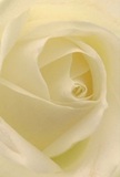 This evocative composition pulls you into the centre of a cream-touched white rose, its spiral of petals unfolding like a soft embrace on a tranquil Brent Cross morning. Light shimmers across each ivory fold, highlighting a texture both tender and refined-so delicate it's almost weightless, as if dusted with dew outside Brent Cross Shopping Centre at dawn. Subtle shadows weave between the petals, creating depth and a gentle sense of drama, while the atmosphere radiates a serene, soulful reverence. Serving as a florist here in Brent Cross, my hands have chosen blooms like this to convey deep sympathy, admiration, or the hopeful beginnings of a new life chapter. The quiet freshness imagined in its scent lingers, never overwhelming, always comforting. Each petal's placement and shape speak to the thoughtful arrangement and care local florists invest-ensuring that every bouquet, whether for a quiet moment at home or a grand event nearby, truly honours the significance of the occasion and the spirit of NW4.