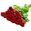 A dramatic, long-stemmed bouquet of red roses stretches across a clean white background, the rich cluster of blooms positioned toward the left and the gathered stems reaching diagonally to the right, creating a sense of elegant movement. The arrangement seems to hold around two to three dozen roses, each one a deep, velvety crimson that immediately evokes passion and devotion. The petals form tightly layered spirals at the centre of each flower, gradually relaxing into softly curved outer petals that give the bouquet a plush, almost cushion-like appearance. Between the rose heads, dark green leaves emerge in small fans, their smooth, slightly glossy surfaces catching the even studio lighting and adding vivid contrast to the mass of red. The stems are long and robust, neatly aligned and suggesting high-quality florist roses, with the occasional small thorn visible along their length to indicate natural freshness. The bright, neutral background eliminates any distractions, so the viewer's attention remains fully on the interplay of colour and texture, much like standing at the counter of a Brent Cross florist and watching a special anniversary bouquet being completed. The lighting is balanced and soft, revealing every fold and curve of the petals without harsh shadows, allowing the roses' form and richness to speak for themselves. This visual conveys the feeling of receiving an abundant, premium bouquet delivered locally around Brent Cross, Golders Green, or Cricklewood-an unmistakably romantic gesture suitable for Valentine's Day, milestone celebrations, or simply expressing deep affection in the most classic way possible.