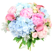In this image, a lush, rounded bouquet is shown standing upright against a crisp white background, its colours and textures becoming the sole focus. The arrangement centres on large, cloud-like domes of soft blue hydrangea, each made up of countless tiny petals that give the bouquet a billowy, almost airy feel, like gentle clouds over the Brent Cross skyline. Cradled amongst them are sumptuous pink peonies, some fully unfurled in abundant, ruffled layers and others still half-closed, showing off shades from pale blush to richer, candyfloss pink. Rising between these fuller blooms are striking calla lilies in coral and magenta-pink, their trumpet forms smooth and sculptural, bringing a contemporary edge to the otherwise romantic design. Smaller spray roses and garden-style roses in shell-pink and creamy yellow are dotted throughout, adding intricate spirals of petals and a soft, nostalgic scent. Silvery-green dusty miller leaves, with their velvety texture, weave through darker green foliage, adding cool highlights and extra depth. The stems at the bottom are neatly gathered in a hand-tied bundle, a sign of skilled craftsmanship from an experienced Brent Cross florist. The bouquet radiates happiness and tenderness, ideal for gracing a dining table in a Hendon home, welcoming guests in a Cricklewood apartment, or serving as a thoughtful gift delivered the same day to celebrate birthdays, new babies, or simply to bring a sense of gentle hope and renewal into someone's space.